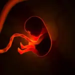 origin of consciousness, observer birth principle, cosmological pangaea, fracture principle, residual coherence, axiom d, nature of observation